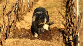 FOTO: Babi-babi Pembasmi Gulma di Kebun Anggur Prancis