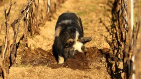 img-title FOTO: Babi-babi Pembasmi Gulma di Kebun Anggur Prancis