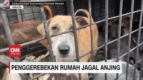 VIDEO: Penggerebekan Rumah Jagal Anjing