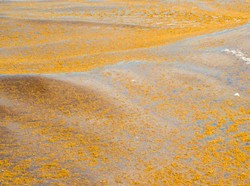 Ada Gumpalan Rumput Laut Siap Mendarat di Florida