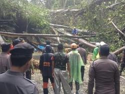 400 Pohon di Jalan Poros Camba Akan Ditebang, Polisi Buka Tutup Lalin