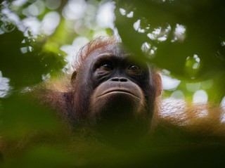Hobi Foto Burung atau Satwa Liar Tapi Hasilnya Selalu Kejauhan? Lensa Ini Jawabannya