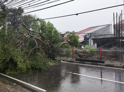 Hujan Deras, Pohon Tumbang Tutupi Jalan Raya Bogor Kramat Jati