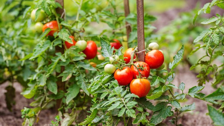 481349128 Ripe tomatoes growing on the branches - cultivated in the garden