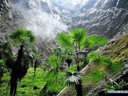 Mengejutkan! Ilmuwan Temukan Lubang Raksasa Berisi Hutan Purba