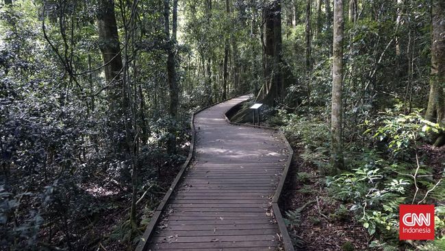 Penginapan O'Reilly's Rainforest Retreat di Lamington National Park, Gold Coast, Australia. (CNN Indonesia/Haryanto Tri Wibowo)