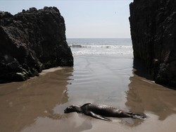 Potret Singa Laut yang Mati Terdampar di Pantai Chili karena Flu Burung