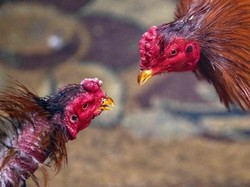 Guru Besar Unair Sebut Penularan Flu Burung ke Manusia Jarang Terjadi