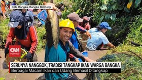 VIDEO: Serunya Nanggok, Tradisi Tangkap Ikan Warga Bangka