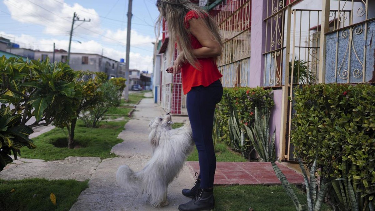 FOTO: Gemasnya Bichon Habaneros, Anjing Kebanggaan Orang Kuba