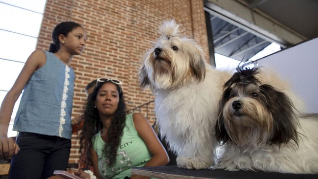 FOTO: Gemasnya Bichon Habaneros, Anjing Kebanggaan Orang Kuba