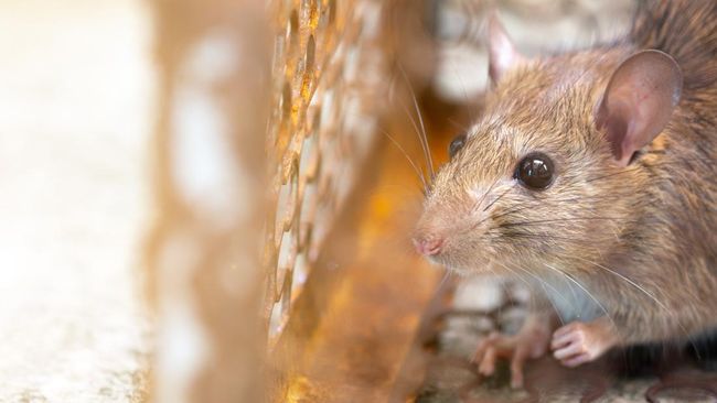 Wabah leptospirosis bisa mematikan. Sebanyak 32 orang dilaporkan meninggal dunia akibat leptospirosis. Lantas, bagaimana gejala dan cara mencegahnya?