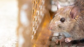 Wabah Leptospirosis Bisa Mematikan, Ini Gejala dan Cara Mencegahnya