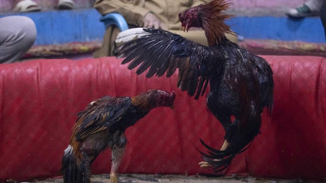 FOTO: Permainan Sabung Ayam Masih Diminati Warga Irak