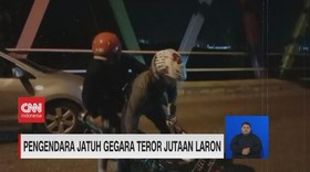 VIDEO: Pengendara Jatuh Gegara Teror Jutaan Laron