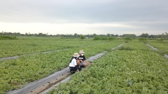 Hingga awal Oktober 2025, stok pupuk subsidi yang telah terkonsolidasi mencapai 441.581 ton, jauh melampaui ketentuan minimum yang ditetapkan pemerintah.