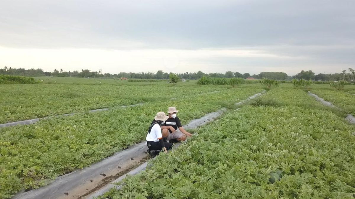 Pupuk Indonesia Pastikan Stok Pupuk Subsidi Melimpah untuk Musim Tanam