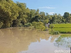 Banjir Bengawan Solo di Ngawi Rusak 143 Hektare Sawah Siap Panen