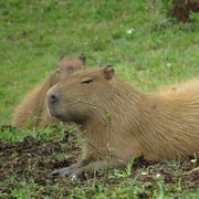 Viral di Twitter dengan Sebutan Masbro, Berikut 5 Fakta Unik Hewan Capybara yang Dikenal Paling Ramah dan Santai
