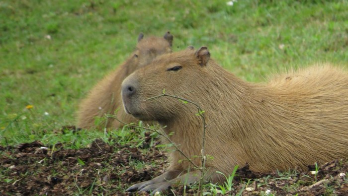 Viral di Twitter dengan Sebutan Masbro, Berikut 5 Fakta Unik Hewan Capybara yang Dikenal Paling Ramah dan Santai