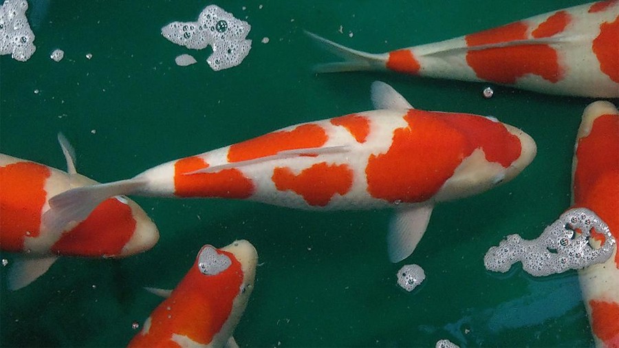 Gegara Mati Lampu, Orang Ini Berakhir Goreng Ikan Koi Mahal Gegara Mati Lampu, Orang Ini Berakhir Goreng Ikan Koi Mahal