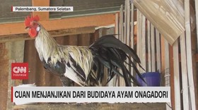 VIDEO: Cuan Menjajikan Dari Budidaya Ayam Onagadori