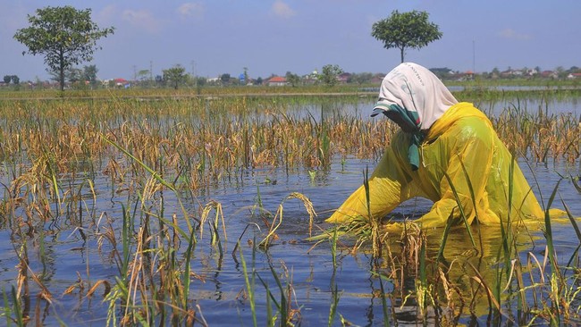 Bapanas menyebut ada 74 kabupaten/kota di Indonesia atau 14 persen yang masuk kategori rentan rawan pangan.