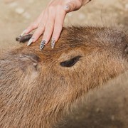 5 Binatang Menggemaskan yang Ternyata Boleh Dipelihara, Ada Capybara!
