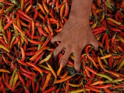 Tangkis Harga Cabai Mahal, Masyarakat Diimbau Tanam Sendiri