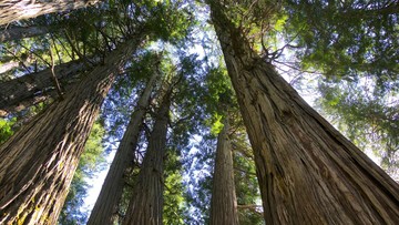 CARA MENGATASI ANCAMAN DI HUTAN INDONESIA