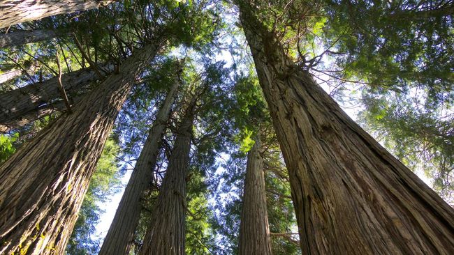 Mengenal Deforestasi dan Dampaknya Terhadap Lingkungan, Apa Saja?