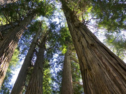 Wow! Ilmuwan Temukan Lubang Raksasa Berisi Hutan Purba di China