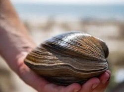 Temukan Kerang Usia 214 Tahun, Pria Ini Hampir Saja Memasaknya