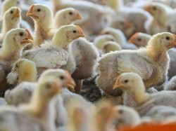 Antisipasi Pandemi, Ilmuwan Gercep Siapkan Vaksin Flu Burung untuk Manusia