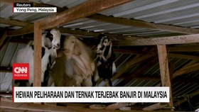 VIDEO: Hewan Peliharaan dan Ternak Terjebak Banjir di Malaysia