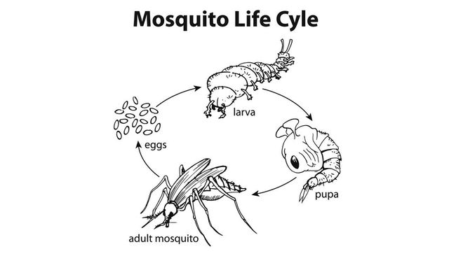 Siklus hidup nyamuk secara umum terbagi ke dalam empat tahap, mulai dari telur, larva, pupa atau kepompong, hingga menjadi nyamuk dewasa.