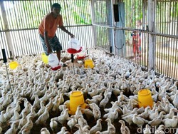 Memandirikan Peternakan (Ayam) Rakyat