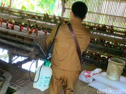 Jadi Penghasil Ayam Pedaging Terbesar di RI, Ciamis Waspada Flu Burung