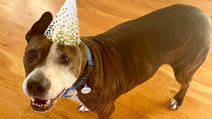 Kisah Van Gogh: Anjing Berkuping Satu yang Berhasil Menjual Lukisan Karyanya Seharga Rp153 Juta dalam Lelang Amal