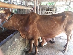 Waspada 7 Ekor Sapi di Blitar Terjangkit LSD, Pasar Hewan Perketat Biosecurity