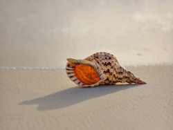Kerang Danau Invansif Membuat Warga Resah