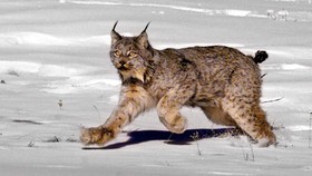 Alasan Pemburu Bantai Kucing Lynx di Swedia: Buat Senang-senang