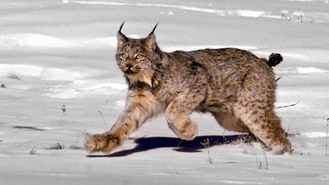 Pemerintah Swedia mengeluarkan izin untuk memburu dan membantai 201 kucing lynx dalam sepekan terakhir.