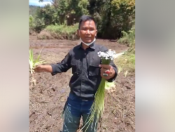 Edelweis Rawa yang Dirusak di Ranca Upas dan Bedanya dengan Edelweis Gunung