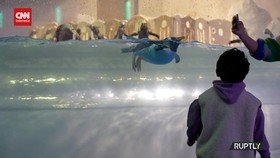 VIDEO: Sensasi Bersantap di Restoran Ditemani Penguin