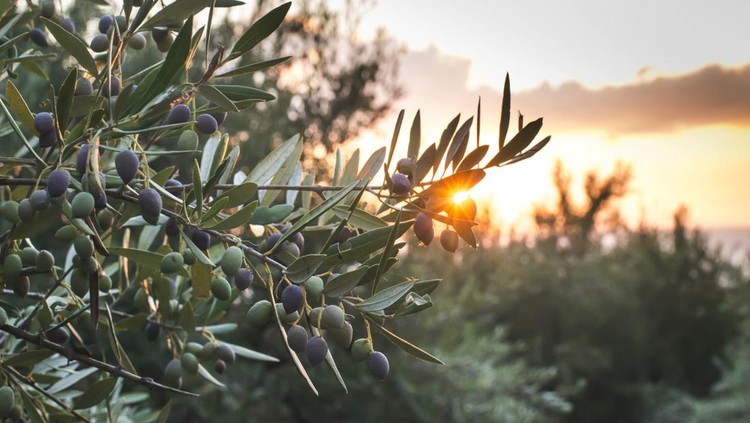515678332 Olive trees on sunset. Sun rays