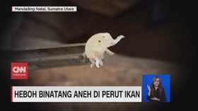 VIDEO: Heboh Binatang Aneh di Perut Ikan