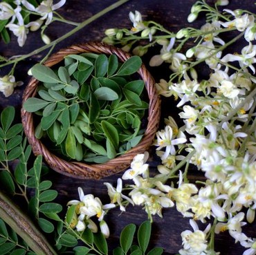 13 Manfaat Daun Kelor yang Disebut Istri Ganjar Bisa Cegah Stunting