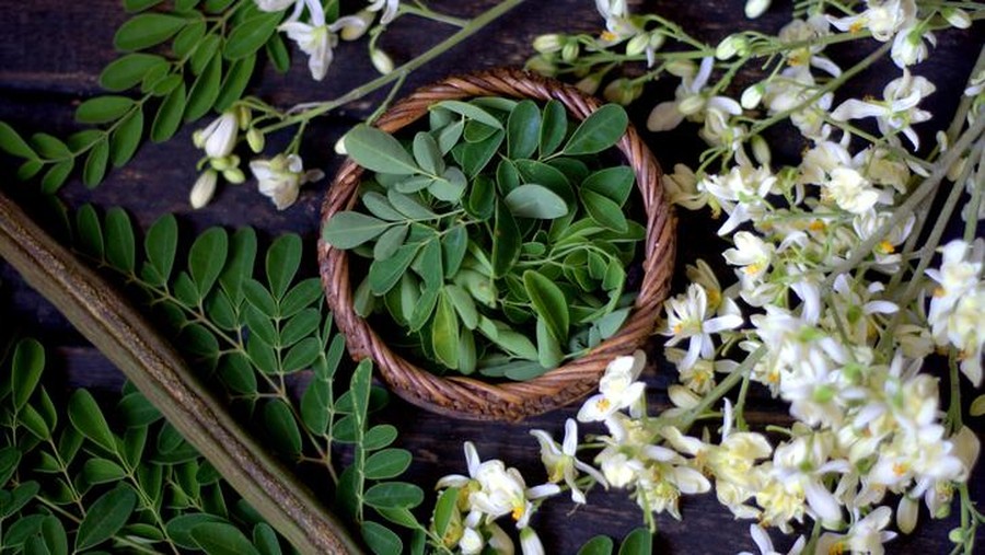 Manfaat daun kelor 5 Manfaat Sehat Daun Kelor, Bikin Pria Lebih Kuat Ereksi