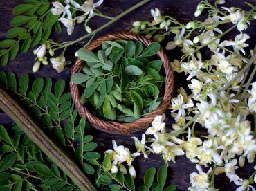 13 Manfaat Daun Kelor yang Disebut Istri Ganjar Bisa Cegah Stunting